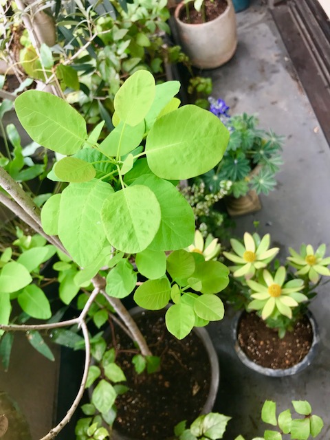 image5-5